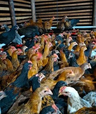 Poultry Farmer in Cross River, Calabar – Constance cover photo