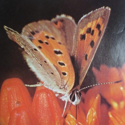 Artist in Lagos, Lagos – OKUDAYE-STEPHENS GEORGE - Artist in Lagos, Lagos